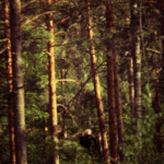 image of tree trunks, dim light, and shadows