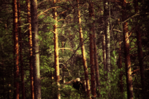 image of tree trunks, dim light, and shadows