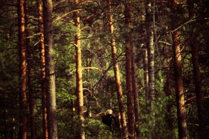 image of tree trunks, dim light, and shadows